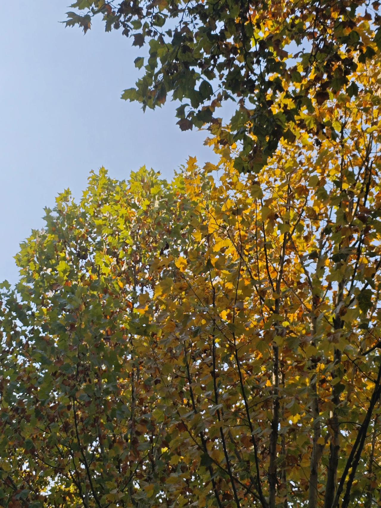 听说武汉要来寒潮了？？大早上给我发消息寒潮即将来袭还有黄色预警大风天哪这