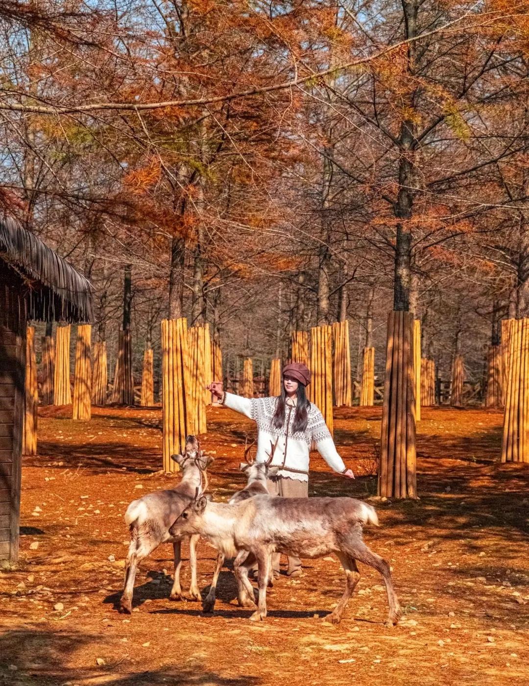 秋日速报！！收到一本宜兴的童话书🍁秋天的森之谷，把森林的静谧、萌宠的可爱和童