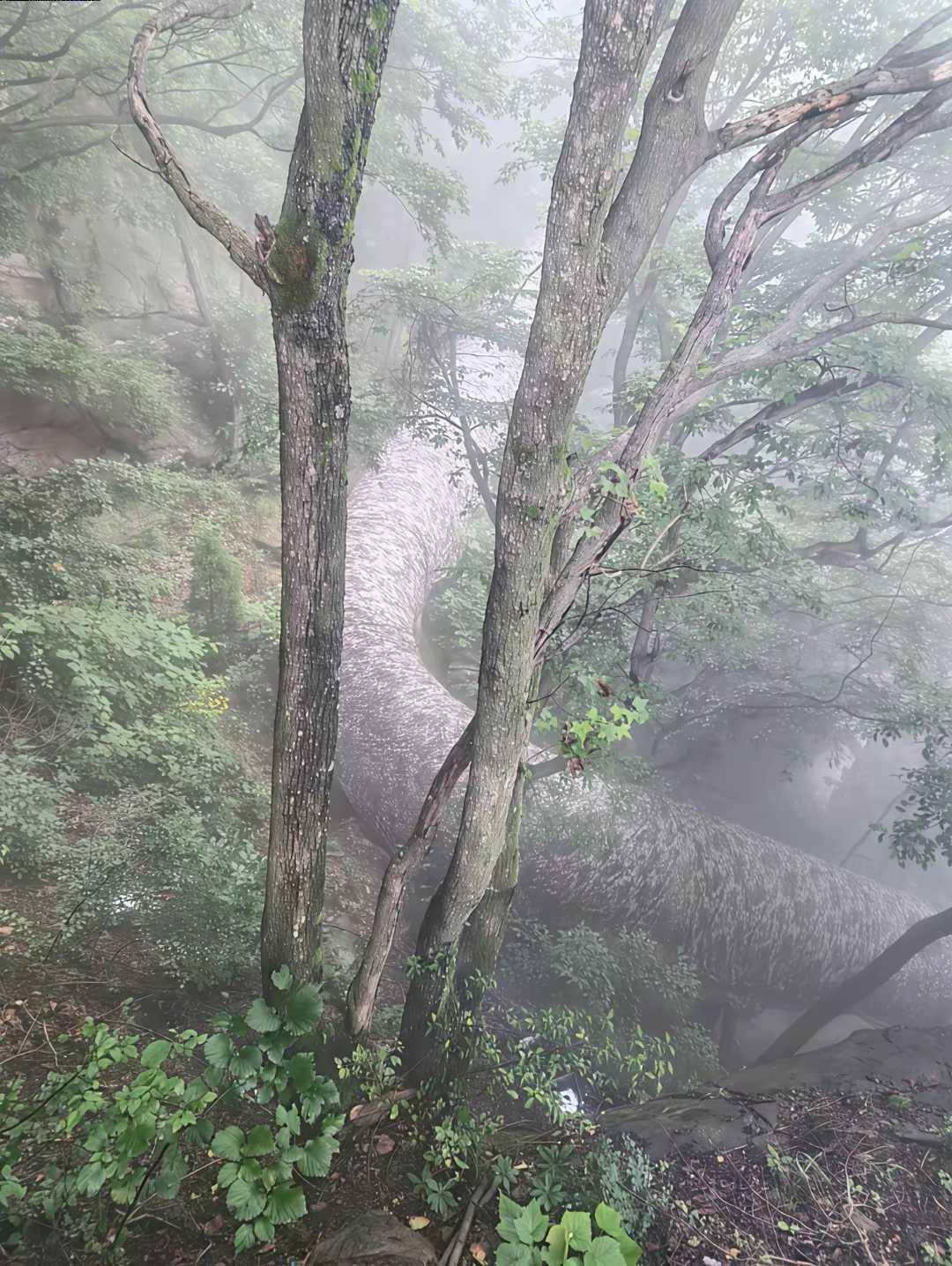 爬山时偶然发现的！这是什么东西？