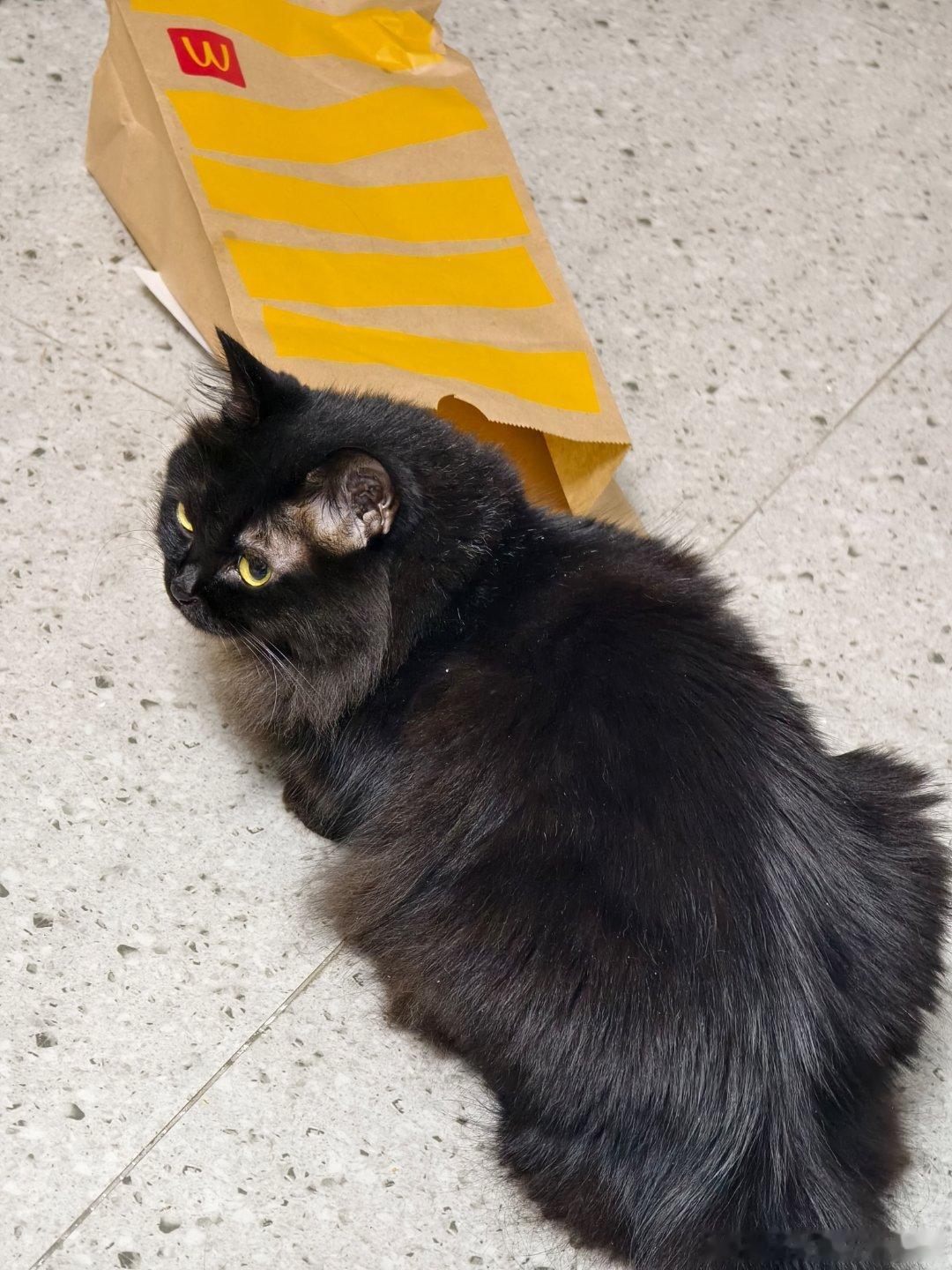 金拱门的守门猫​​​
