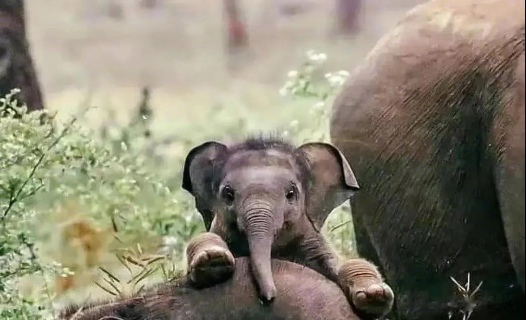 小象的鼻子真可爱，眼神真清澈！