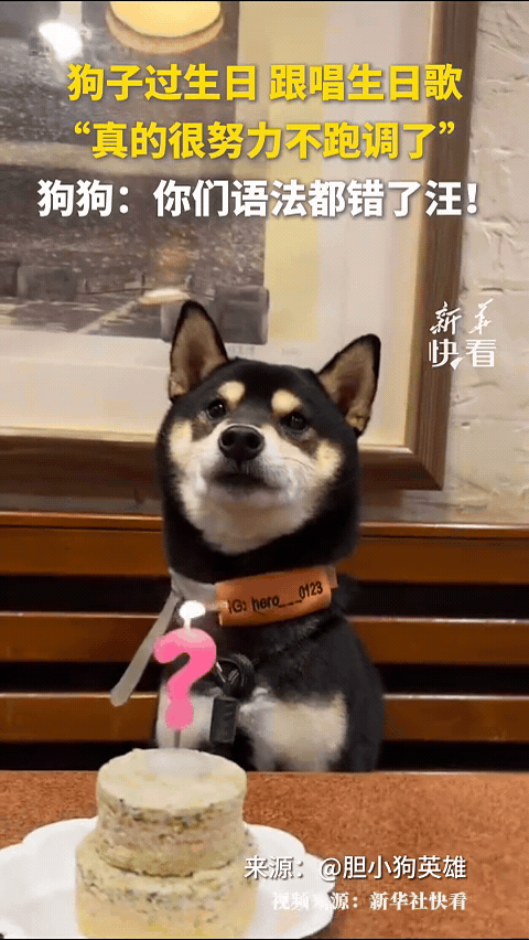 谁家修勾过生日还自带“跟唱buff”啊？原来是这只黑柴！努力学唱歌的样子，也太