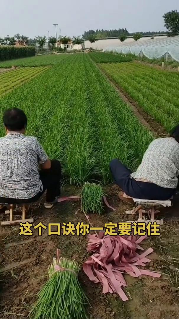 要想种出好韭菜，这个口诀你一定要记住。选择种根不种种，不用育苗没烦恼。收到韭菜要