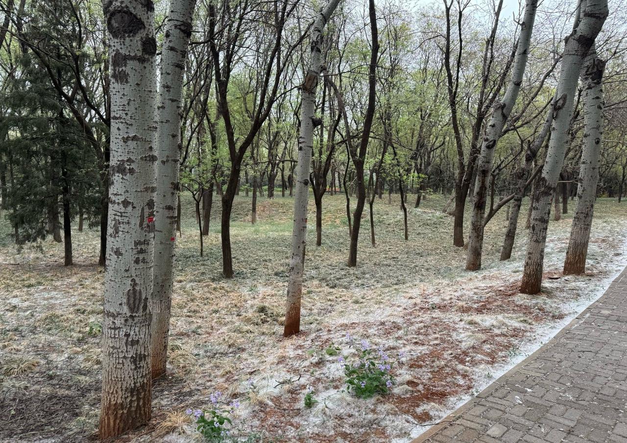别再喊全砍了！北京的漫天飞絮让人崩溃，但很多人不知道,这些闹心的杨柳树，是当年用