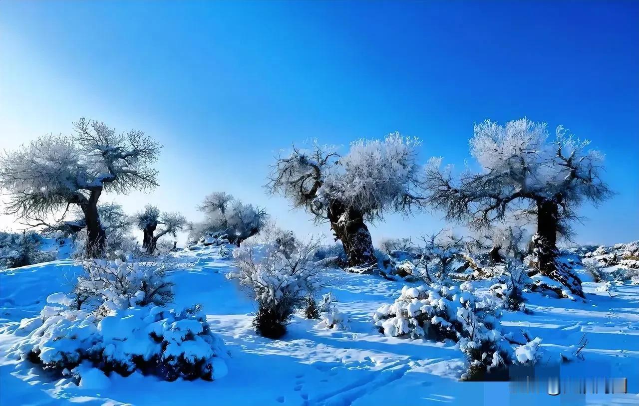 冬日的额济纳胡杨林，宛如现实版的“冰雪奇缘”。接连两日的雾凇景观，让这里化作了晶
