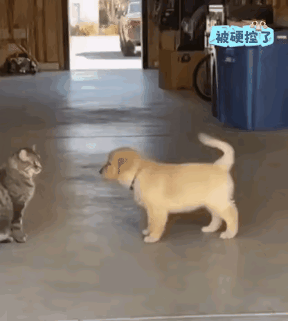 日本田园犬：汪，汪，汪汪。中华狸花猫：你瞎叫唤啥？日本田园犬：我在自己家门口