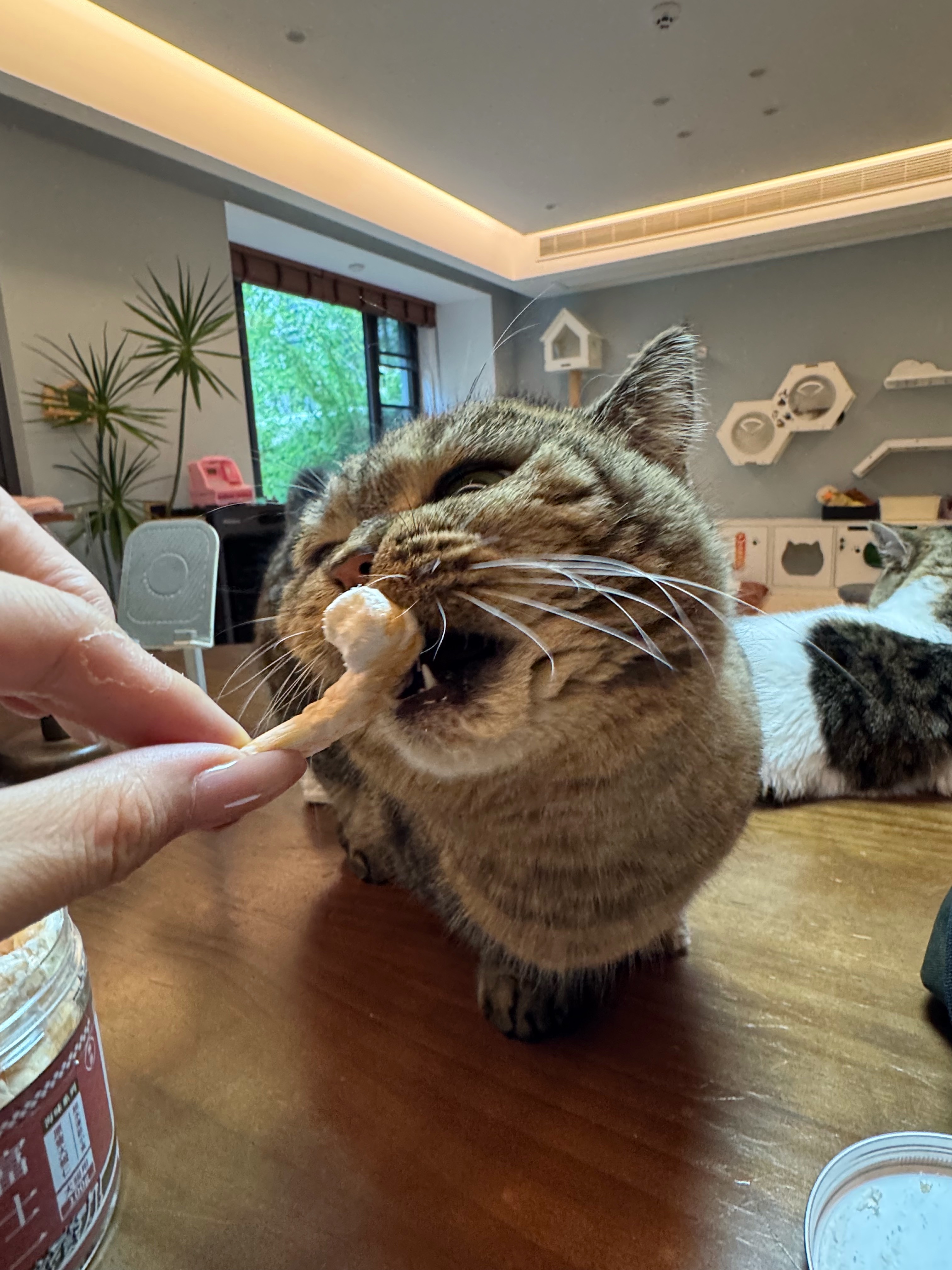 小猫咪的嘴巴能长多大？Deemer给宝宝们寄了干干，感谢～ai宠出道计划