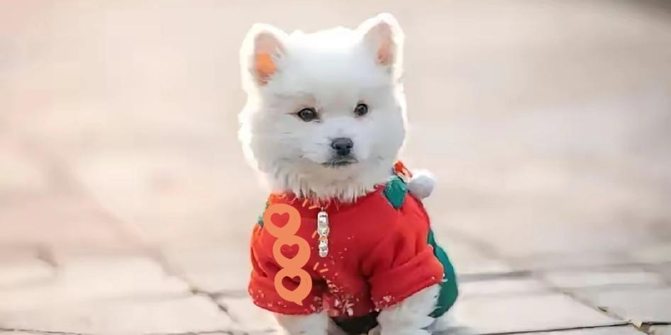 北京李女士被网暴，真不是因为她告赢了投毒者，而是大家把“不文明养狗”的怨气都撒在