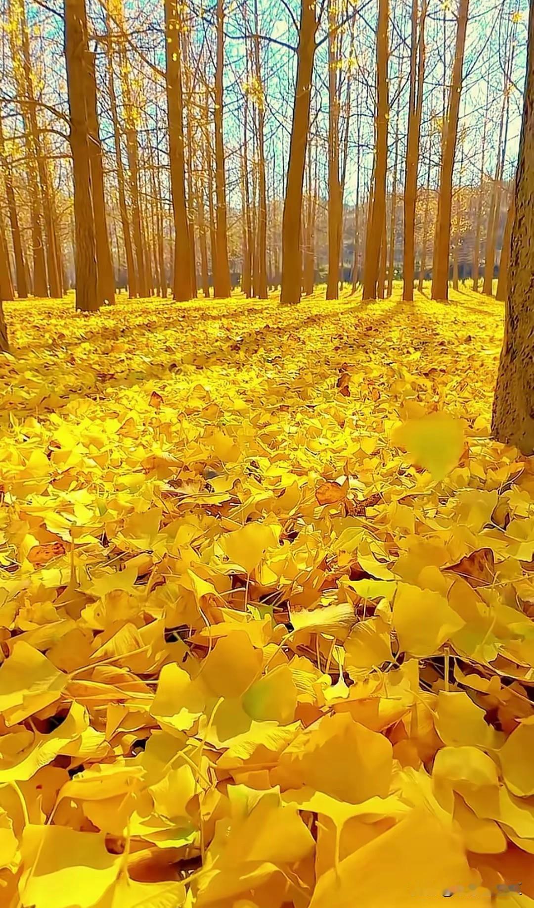 银杏铺就的金色梦秋意浓时，银杏便成了大地的调色师。这片银杏林，是季节