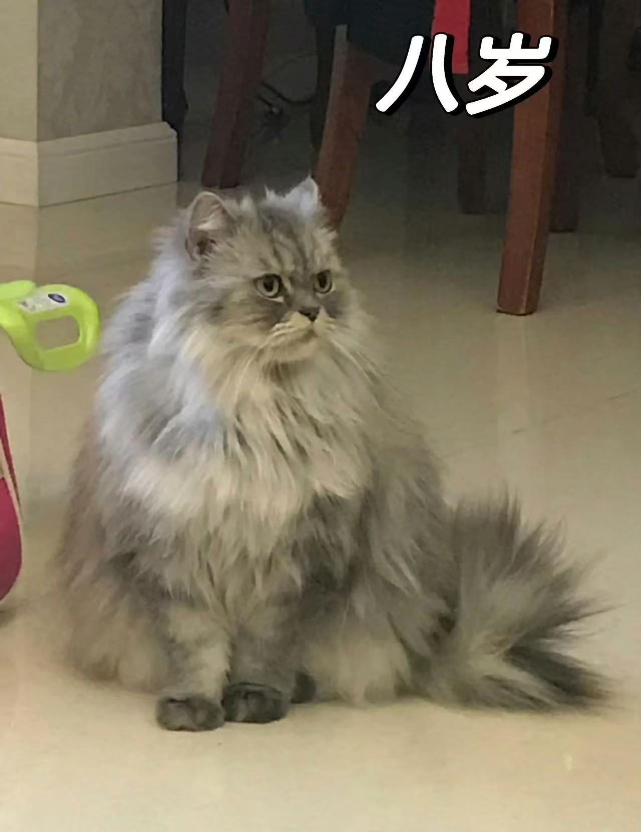 突然发现猫也会断崖式衰老很多铲屎官会惊讶于猫咪断崖式衰老。它会变得慵懒安静，视力