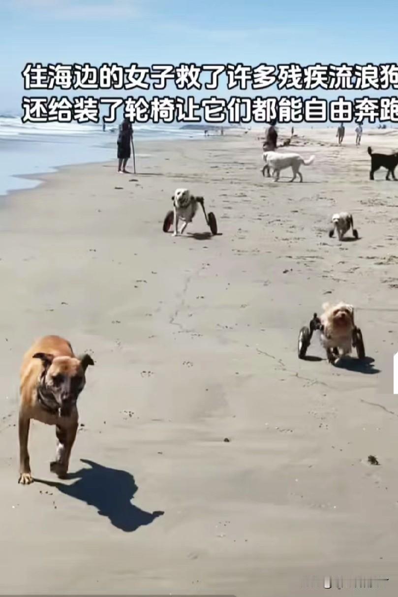 女子为残疾流浪狗装上轮椅，它们在海边尽情撒欢的画面，令人动容。曾经在街头艰难