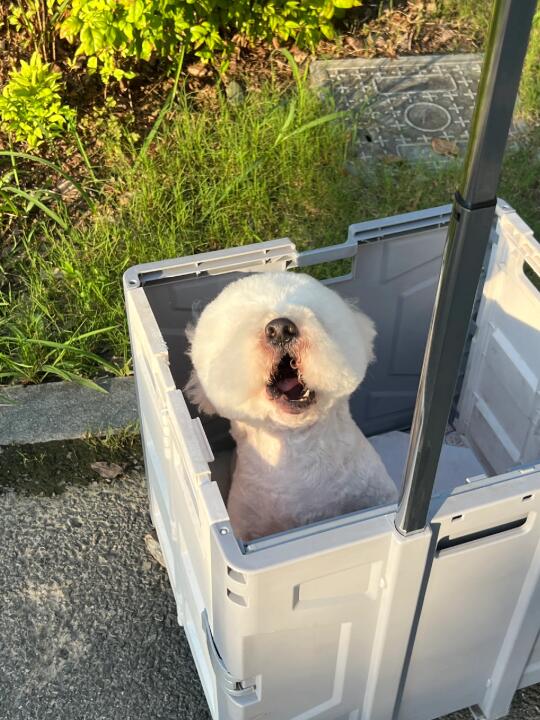 泥嚎！久违的太阳！