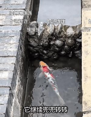 蝴蝶🦋是锦鲤的贵人啊，又或者是锦鲤的至亲在另一个维度在帮它![祈祷]