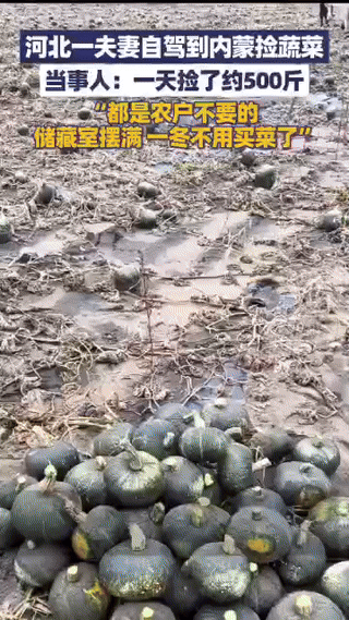 这对河北夫妻太聪明了！二人驱车从河北前往内蒙古捡农户不要的菜，一天就捡了500斤