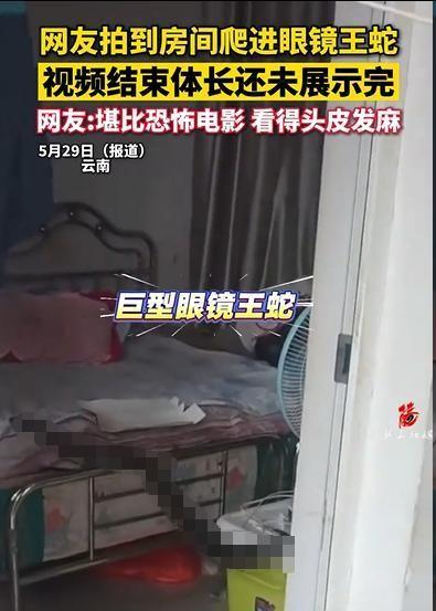 5月29日，云南一段房间里惊现大眼镜王蛇的视频看得我浑身汗毛竖起。光是“我的个老