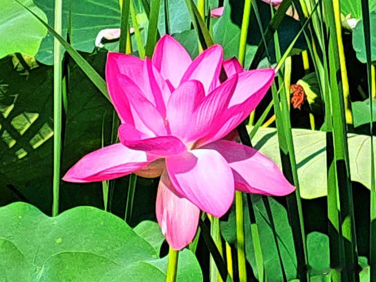 粉嫩荷花的浪漫绽放，夏日荷塘的清新之美！🌸🍃