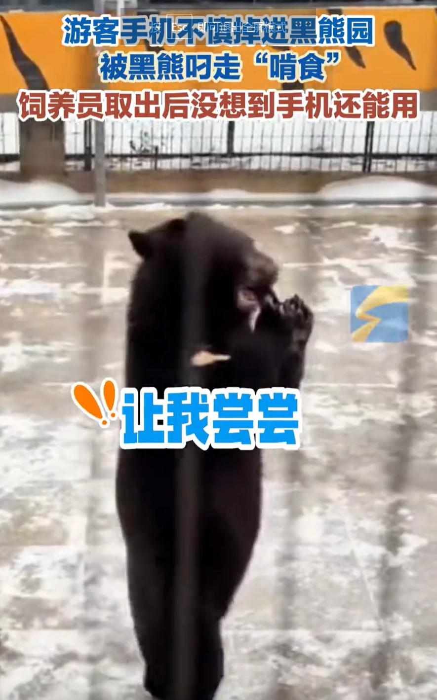 这下损失大了！黑龙江，女子去东北虎林园游玩，本来是开开心心看动物，没想到在看黑熊
