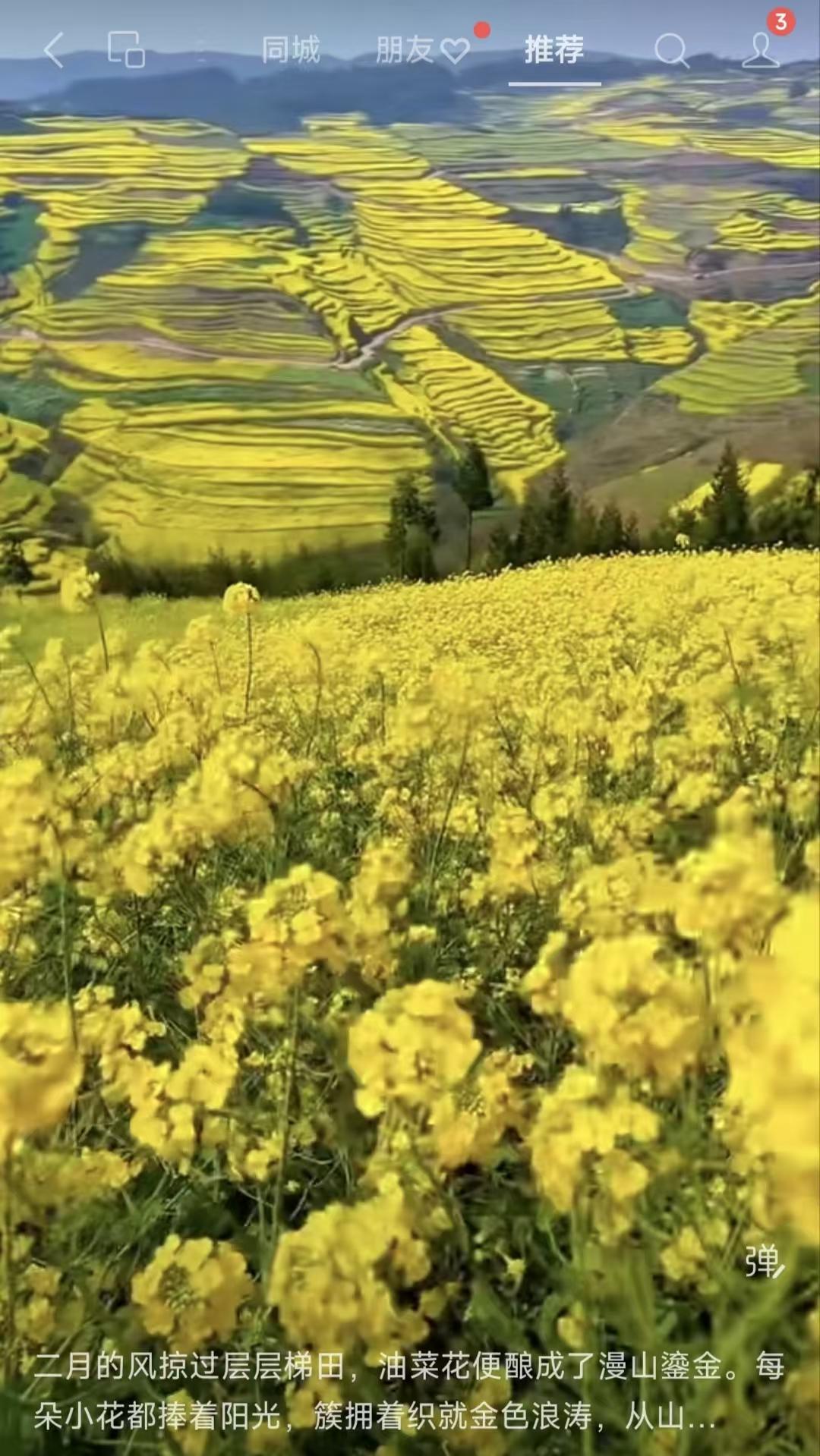 山坡羊·二月梯田春风轻掠，梯田层叠，菜花酿就鎏金烨。捧阳光，织金浪，从