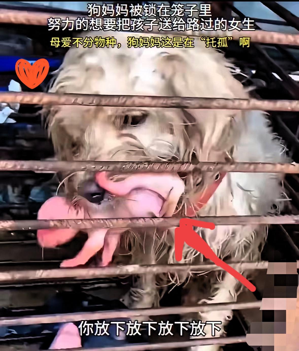 泪目了，这天一位小姐姐和闺蜜去菜场买菜，准备回去弄个火锅吃吃，可结果当她们走到卖