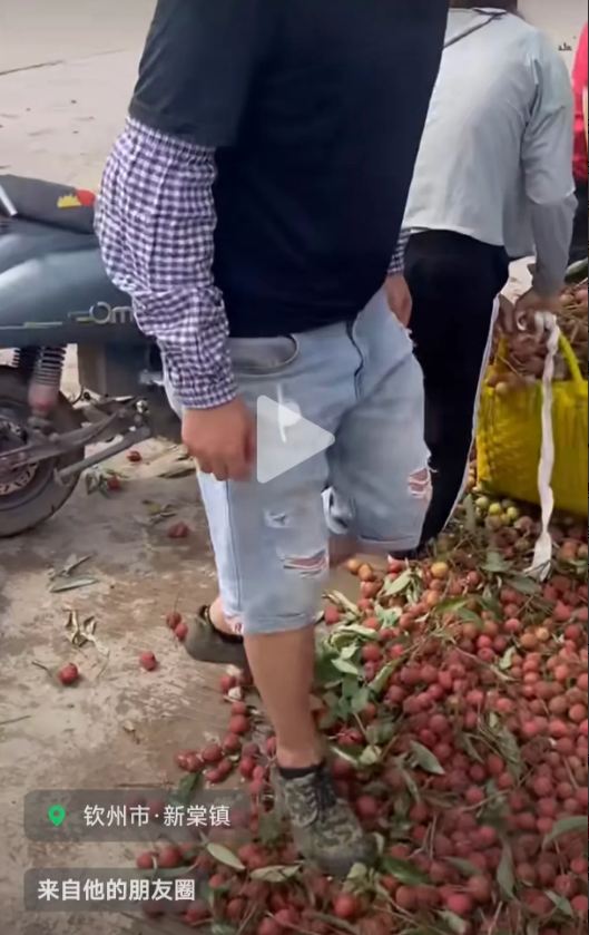 果贱伤农！广西钦州一网友发布视频称他们那里的荔枝收购价已经从五毛一斤降到了三毛一