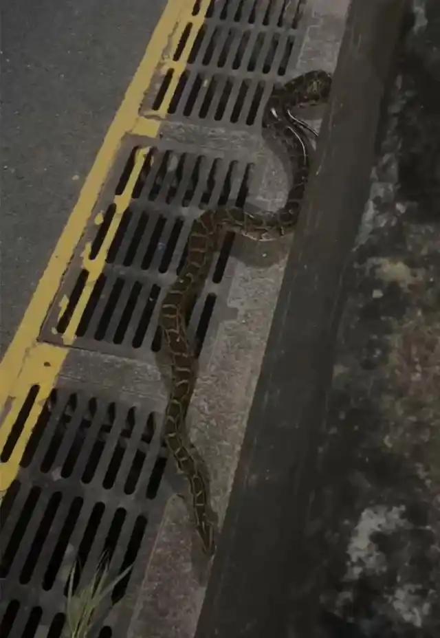 车库惊现大蛇！江苏南京某大型商业综合体地下车库，不少市民在地面发现一条体型不小的