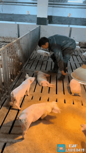 哈哈，笑不活了”近日广东发生了一件让人捧腹大笑的事，一只猪仔因为睡得太沉，饲养员