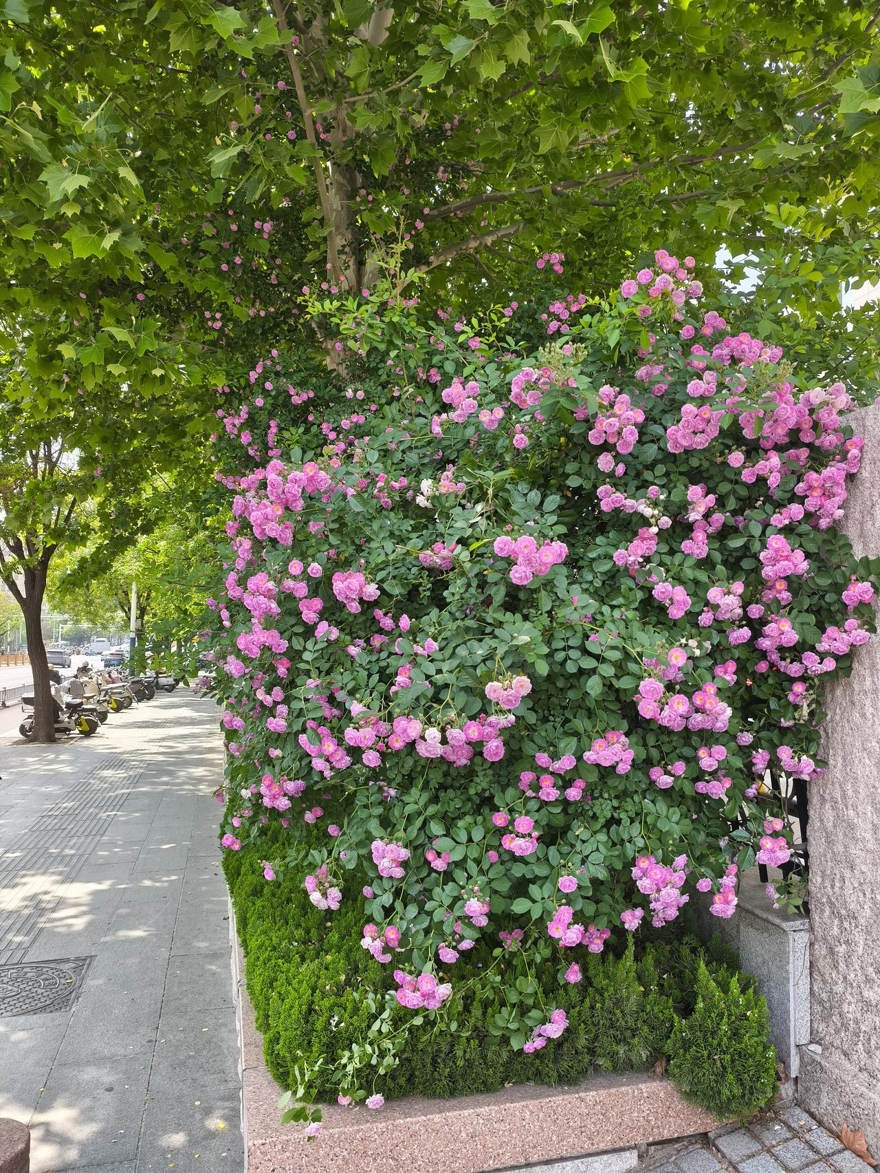 将母亲送到颐养中心了！闺蜜打电话来了。前段时间，母亲住院了。出院以后，闺蜜老俩