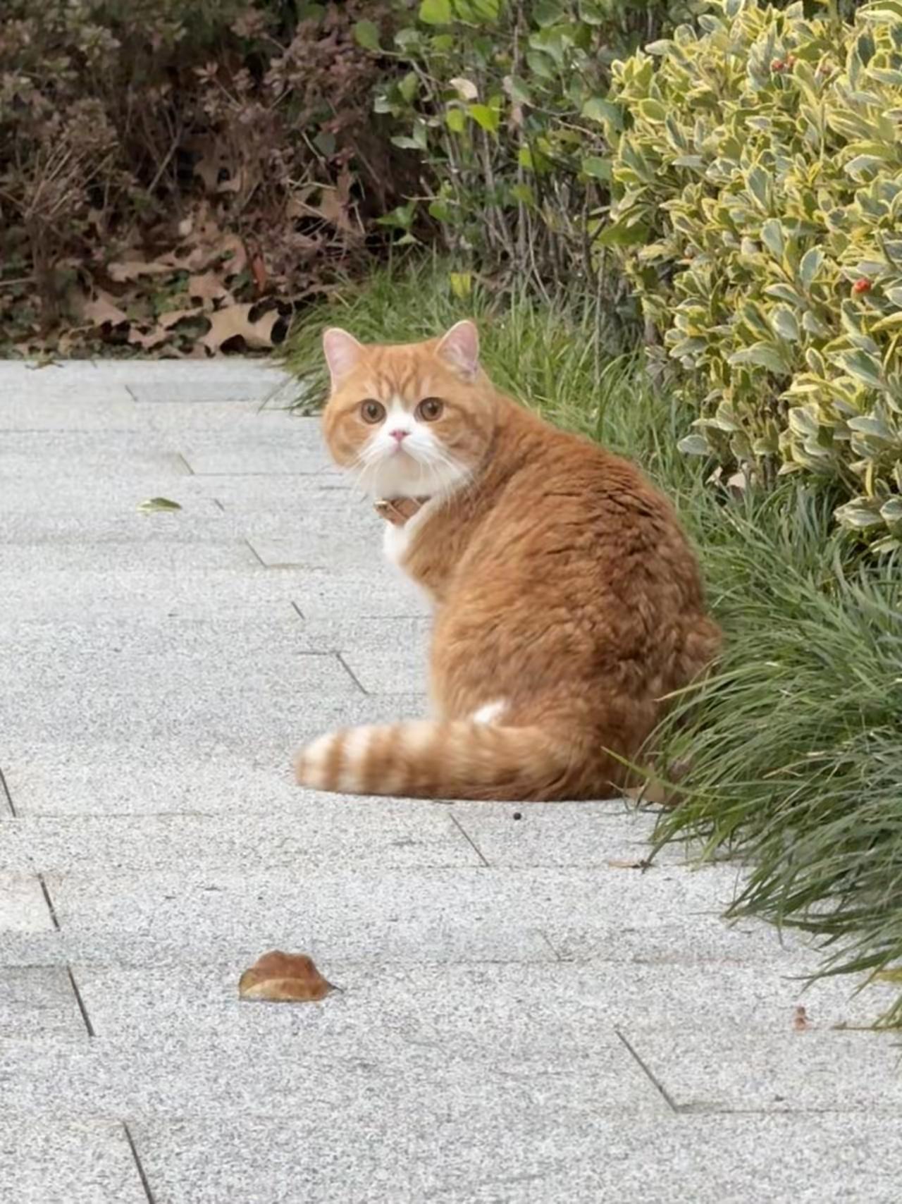 在小区里瞧见的好可爱漂亮的小家伙这是啥品种的猫猫呀颜值咋这么高呢？也不清