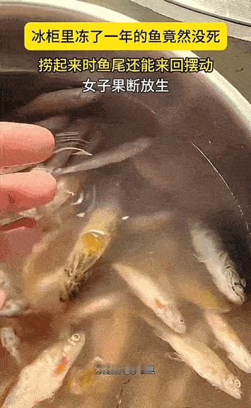 “太诡异了[捂脸哭]！”黑龙江一女子，发现家里冰柜有冻了1年多的老头鱼，打算拿出来