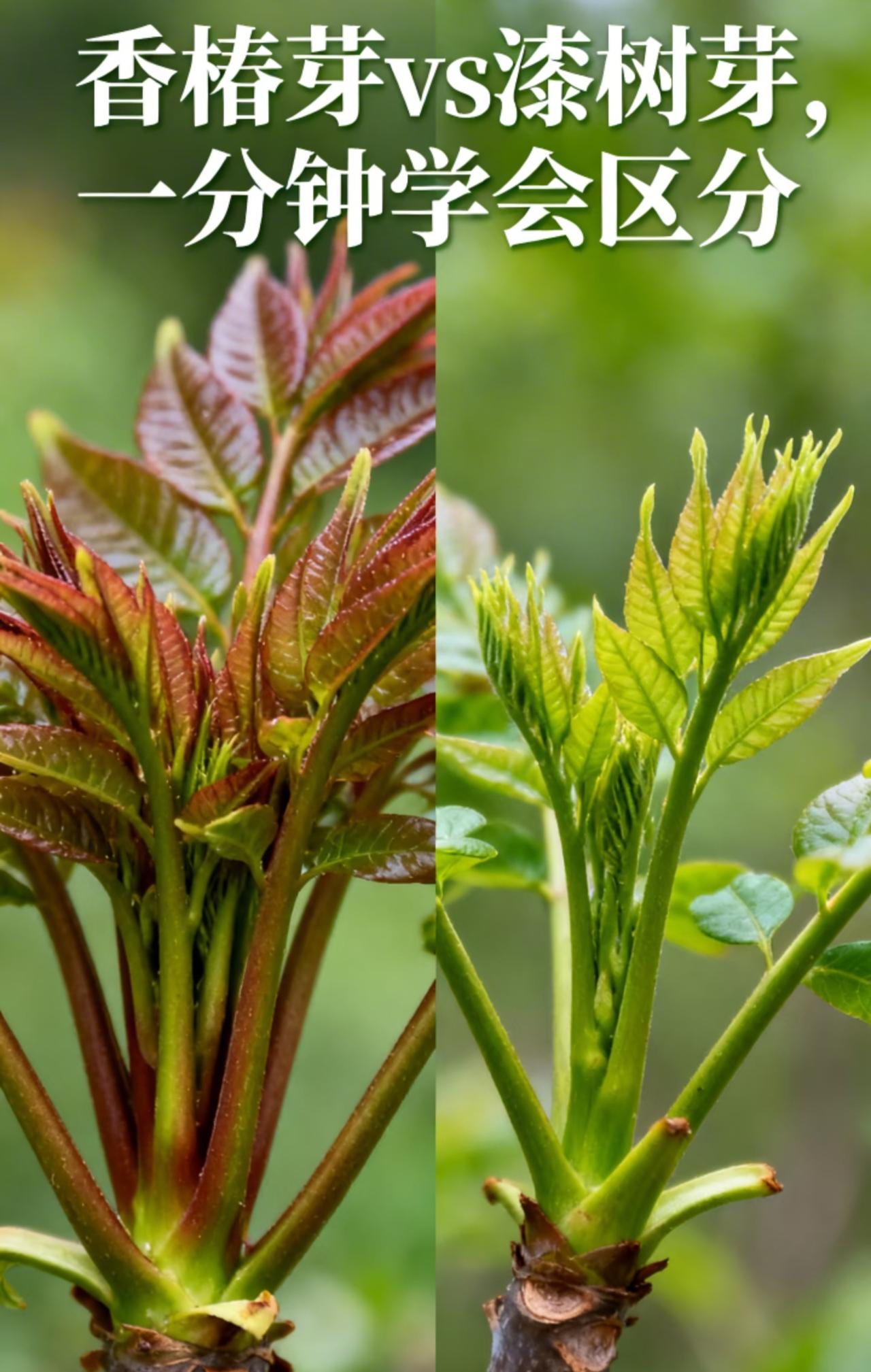 一分钟带您认清香椿芽&漆树芽！又到了春季吃香椿的季节，会有很多朋友去郊外采摘