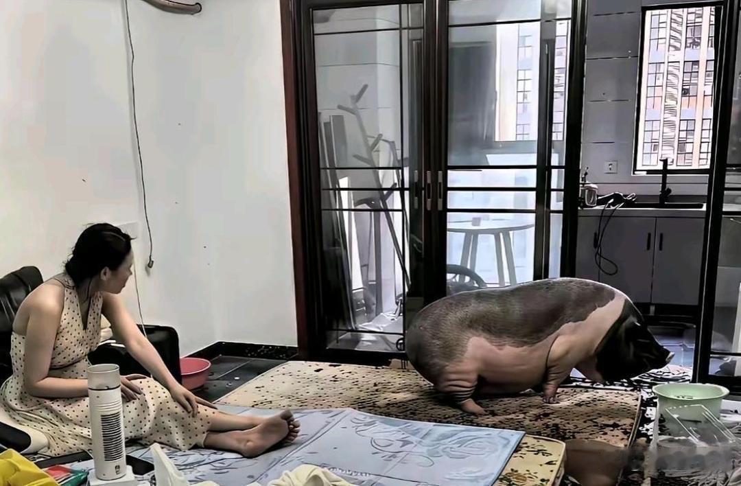 在家里养猪吗？会不会不太好不会臭吗？