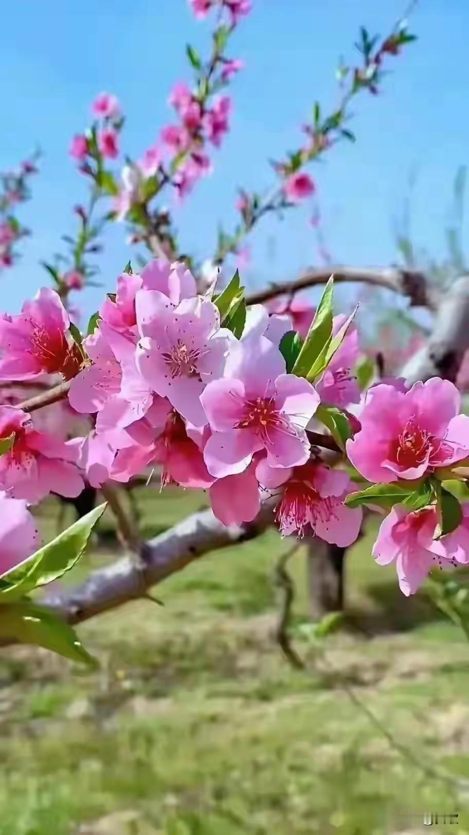 上联:柳岸贪杯春色里下联:桃源寻梦夕阳中横批:景色迷人