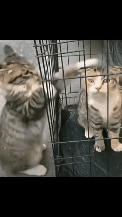 网友准备救助小区里的流浪猫，特意买了诱捕笼，想把体型较小的那只带回家，给它一个温