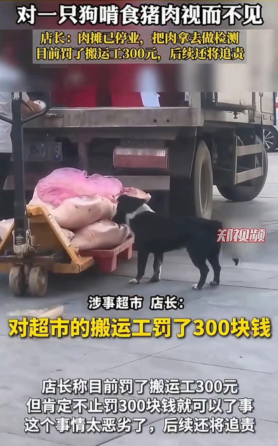 对超市的搬运工罚款300元，那么这条啃猪肉的狗是哪来的？这条狗为何没有纤绳？
