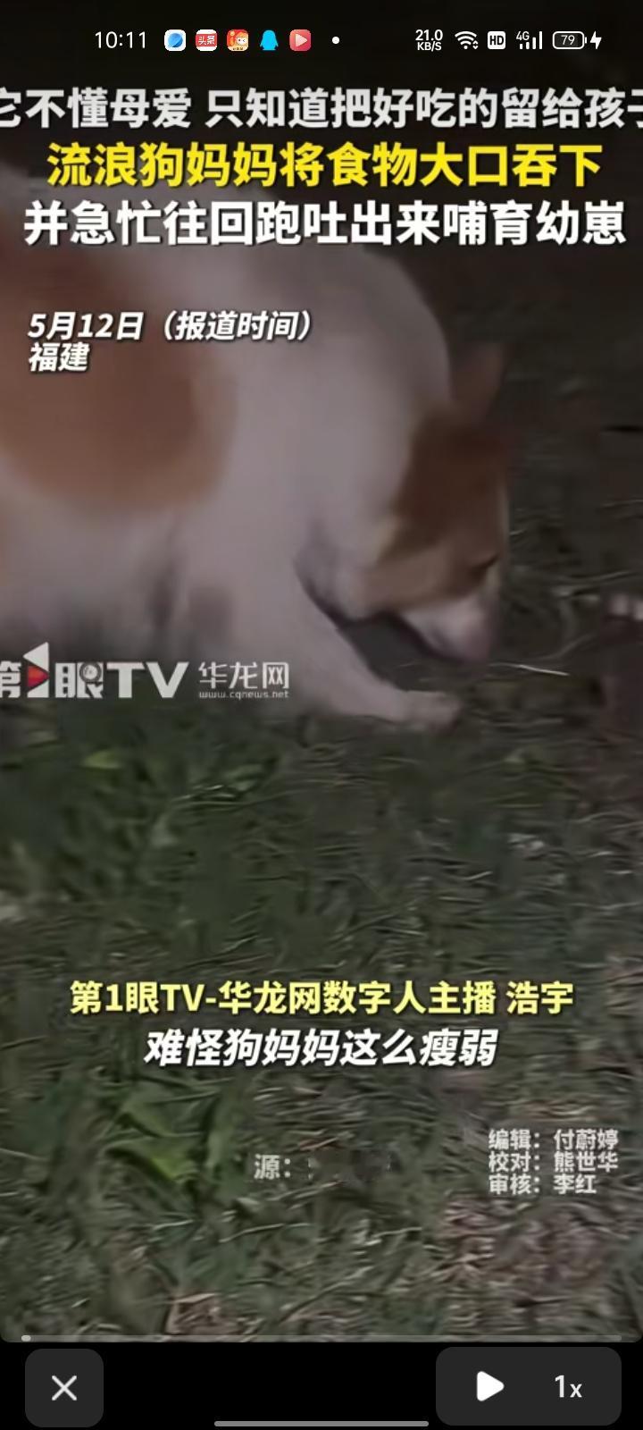5月12日（报道），福建福州。烤肉店老板一如既往的喂小狗，狗狗总是大口吞咽。有路