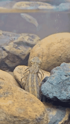 原来这就是蜻蜓的幼虫比成虫猛多了！[赞]