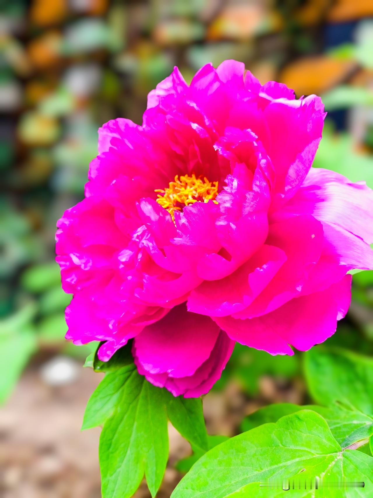 提起健康食用油，超市货架上的橄榄油早已是公认的“贵族”，凭借西方营养学家的推崇和