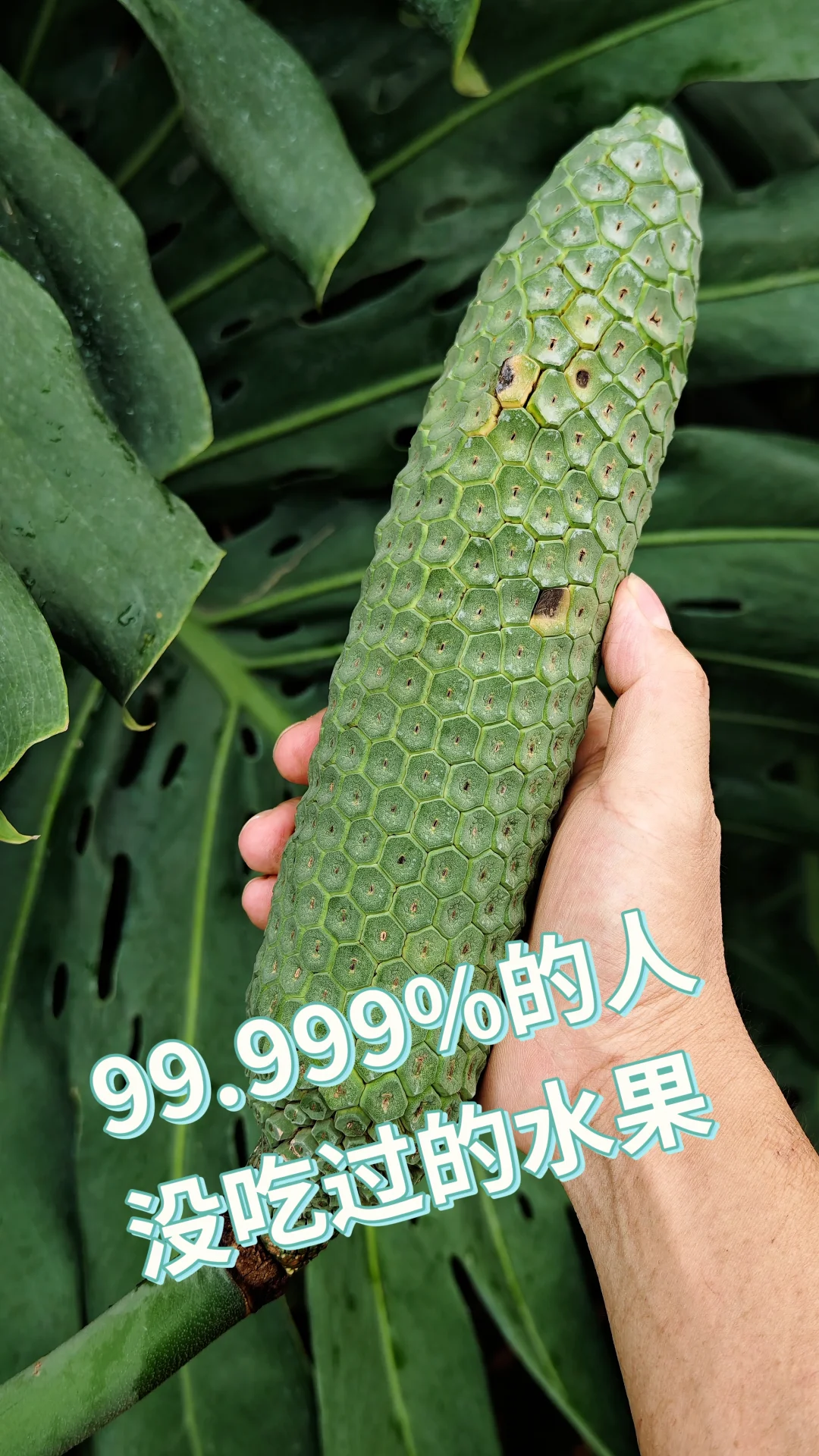 99.999%的人没吃过的水果