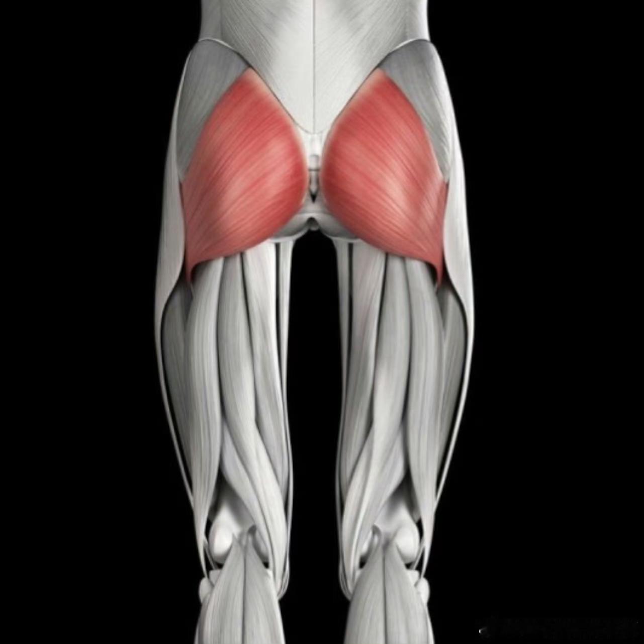 原来腰疼是因为屁股肌肉弱我猜经常刷到我的朋友，对这个结论不惊讶了这次就不长篇大