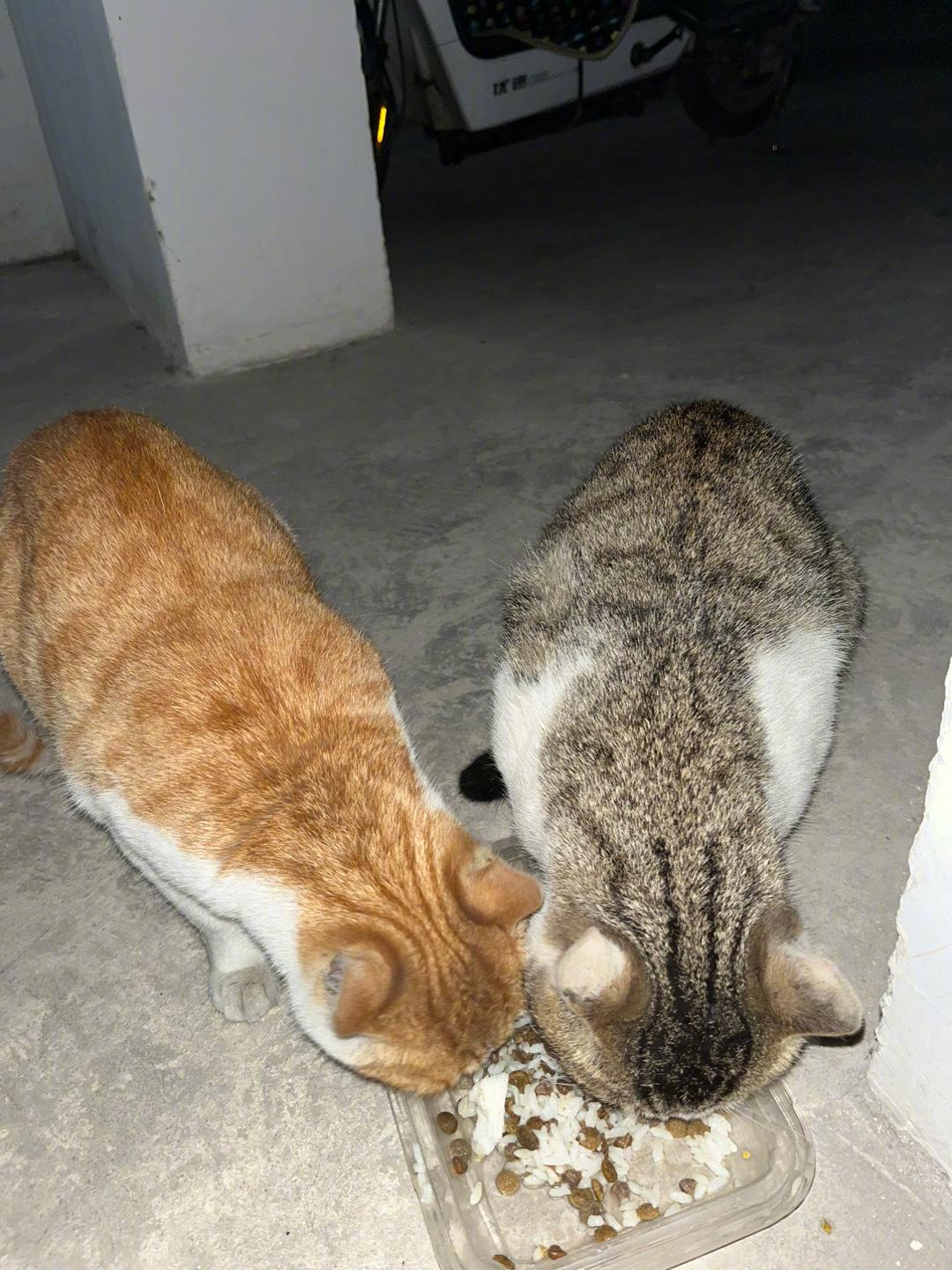 网友投稿：楼下的一对流浪咪咪，年轻小夫妻看起来很是恩爱，很多住户都喜欢投喂它们～