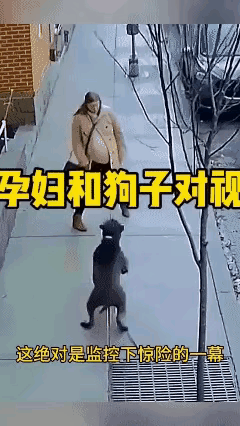 这狗怕不是成精了吧！瞅见孕妇，瞬间怂得跟个二哈似的，攻击的念头一秒烟消云散。说它