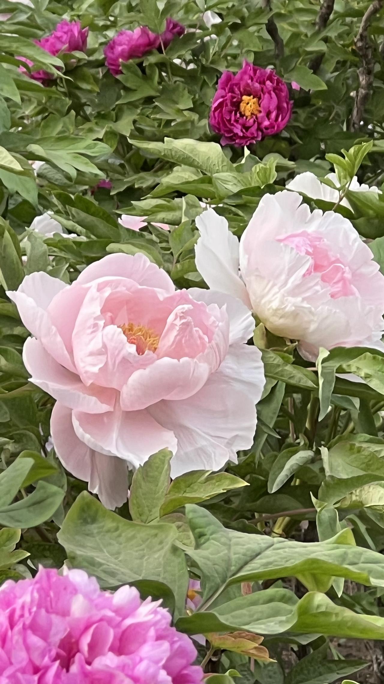 我非常喜欢拍摄牡丹花，牡丹花是花中之王，雍容华贵，美丽动人，我手机相册里有千