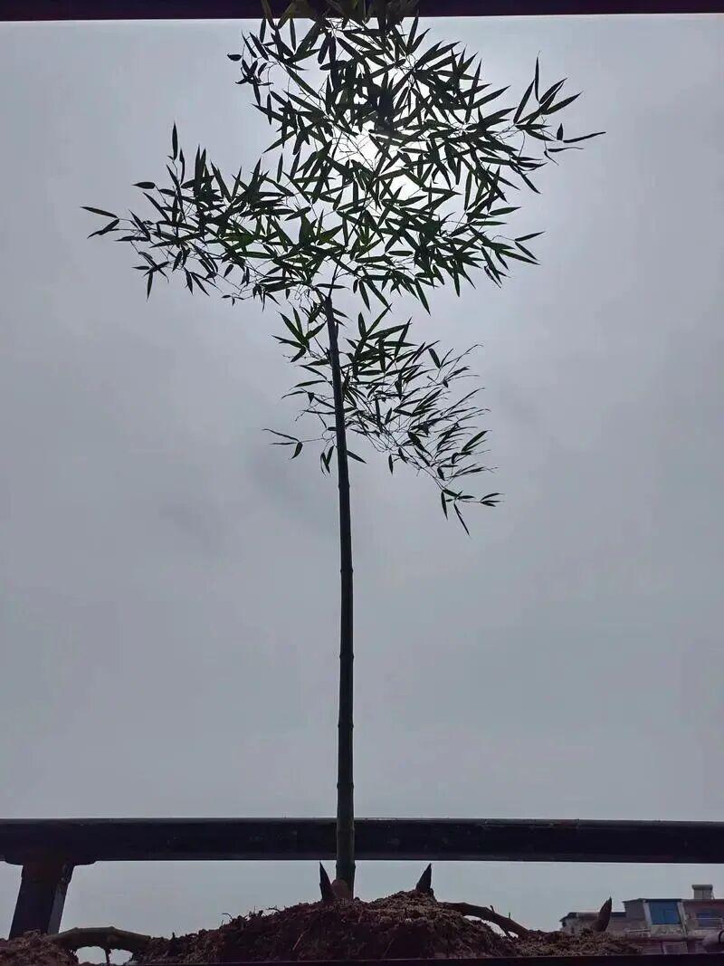 徐刘蔚的傲慢与奥特曼（600字）当年一段会议视频走红网络，时任丹寨县长的徐