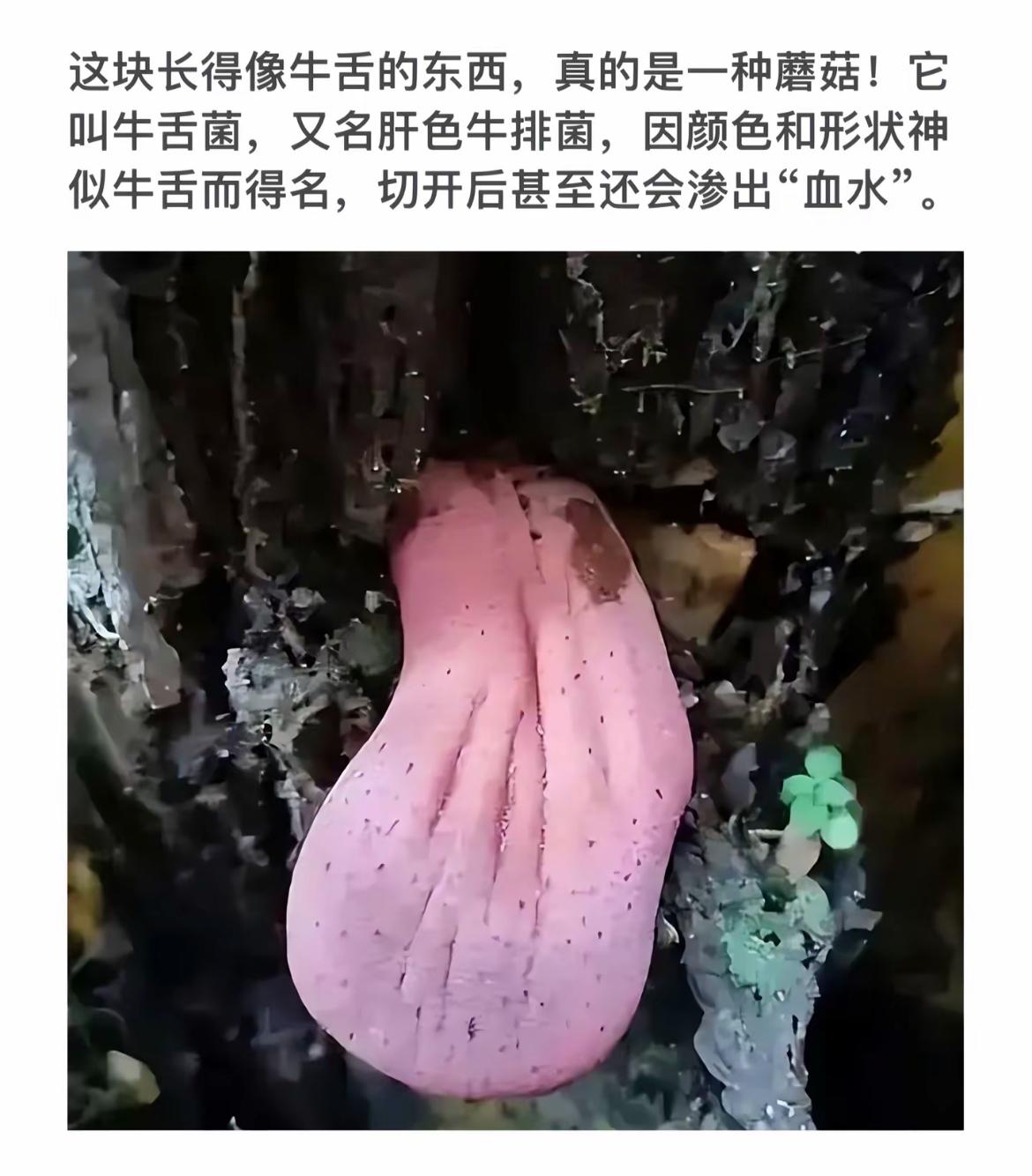 “大自然的鬼斧神工，粉嫩牛舌菌的奇妙之旅！”🌿🍄💧