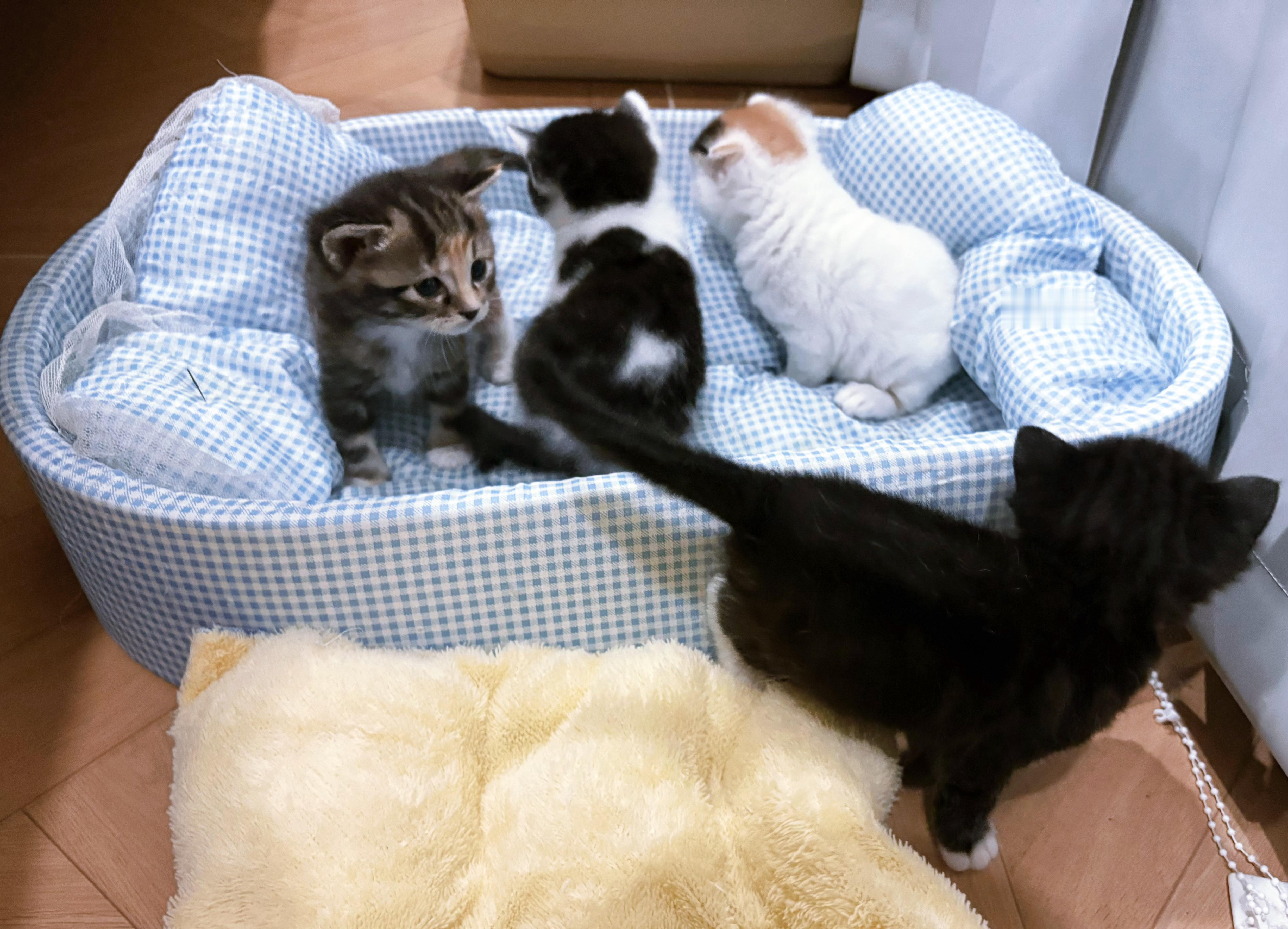 我的花园我的猫花好，咪好。蛋妞的娃已经满地爬了，三彩的娃小20天，眼睛还没睁开