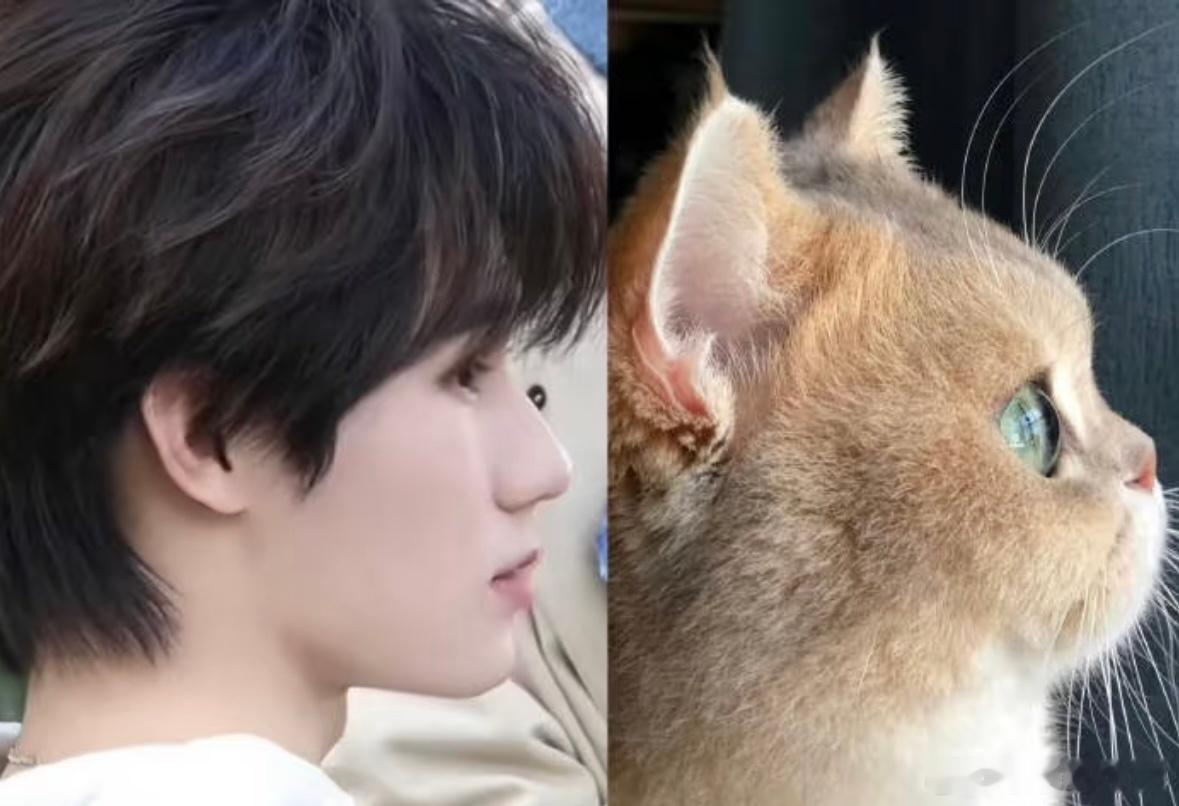 第一个猫塑张真源的简直就是天才真源，你就是小猫咪转世啊！！这太像了吧，此等萌物一