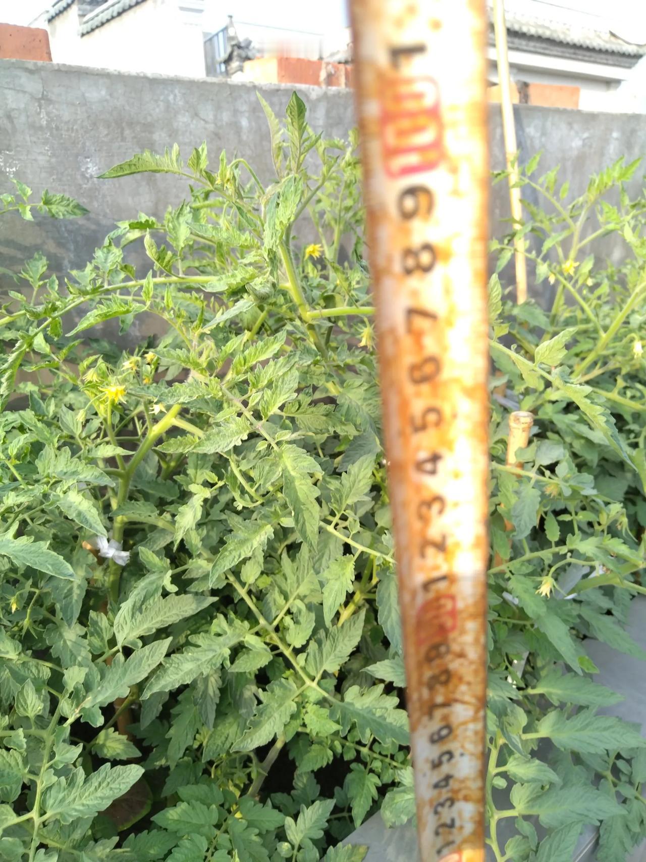 我种的西红柿长势喜人，目前已经长到1米高了，尽管植株健壮，但不知道何原因，一个西