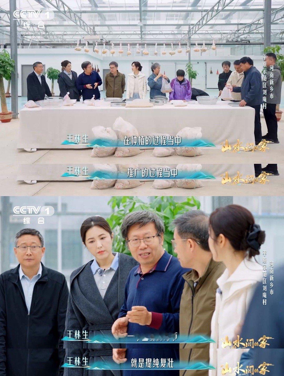 中国科学家花10年培育1粒小麦种子每4个馒头就有1个来自河南一粒麦种承载十年科