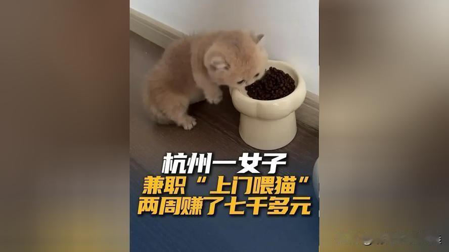 95后女生小谢，用一份看似简单的兼职——上门喂猫，竟然撑起了自己的“小事业”。