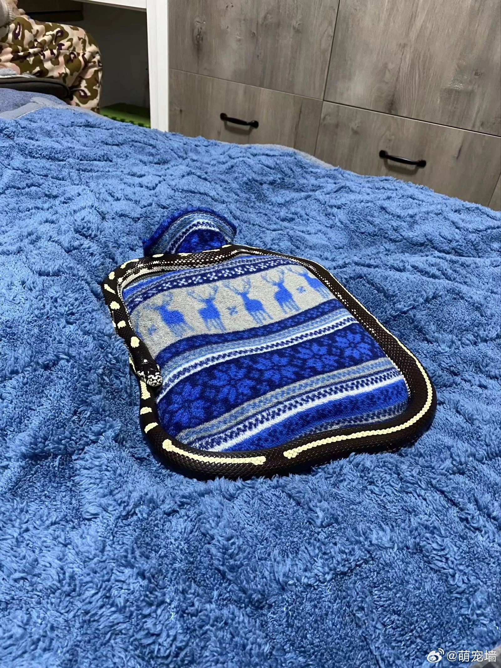 小东西就这么绕着热水袋睡下，，直观变温动物